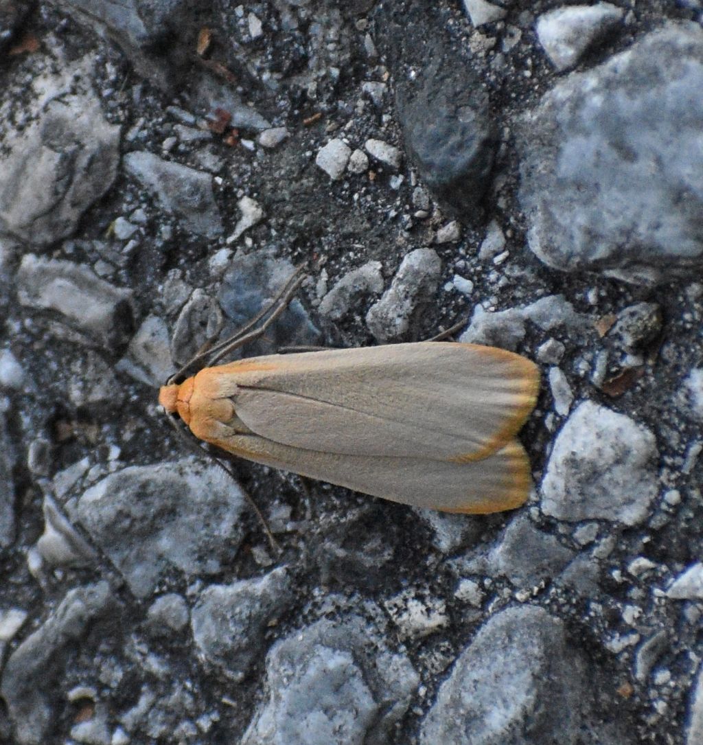 Eilema depressa (= deplana) - Erebidae Arctiinae